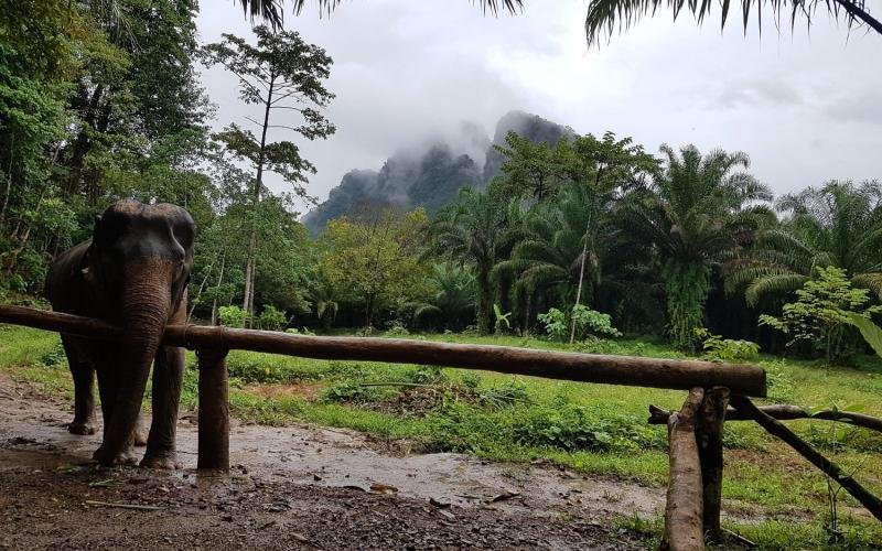 Keliautojo Antano patarimai Drambliai Khao Sok parke