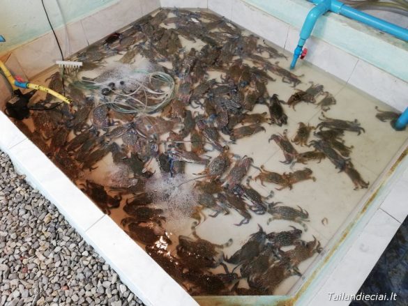 Turgus Ao Nange - Gyvos krevetės