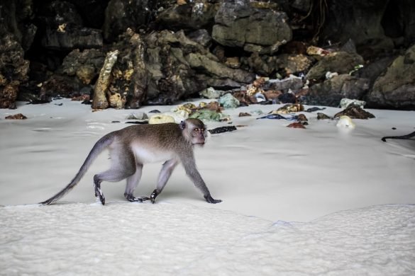 Monkey beach Phi Phi