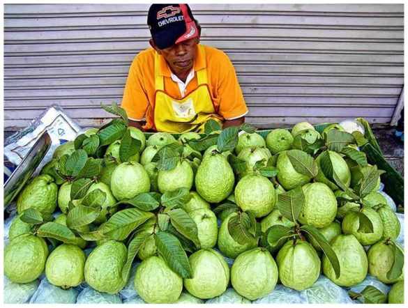 Guava Tailande